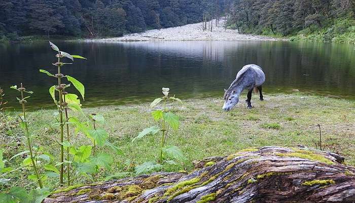 Dodital Lake