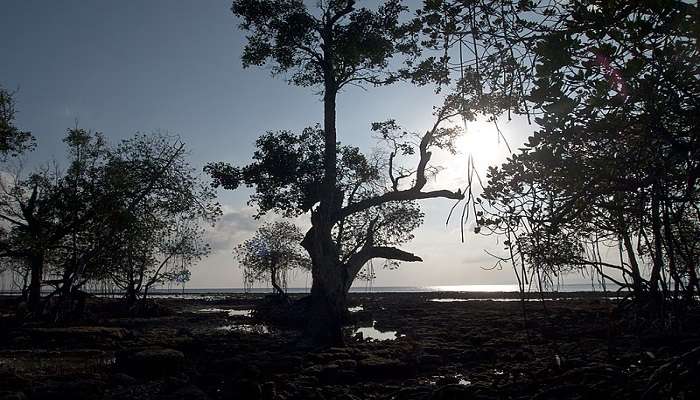 Located on the western coast of Neil Island, Ramnagar Beach is one of the hidden beaches in Neil Island