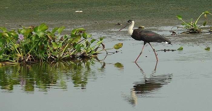 Singanallur A Tower View Of Marudhamalai Temple In Tamil Nadu