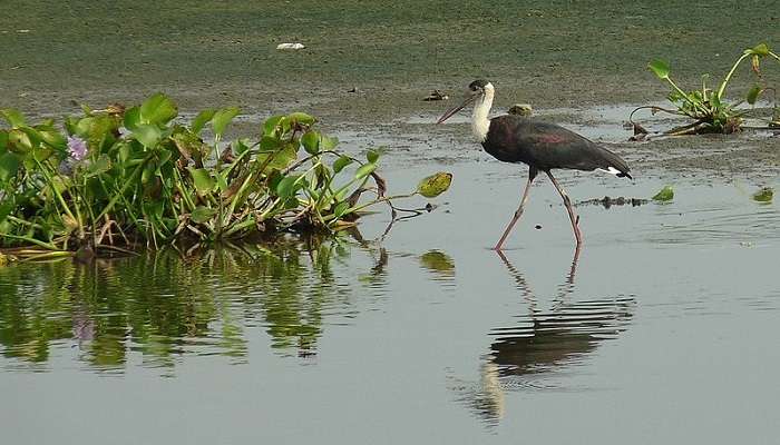 Singanallur