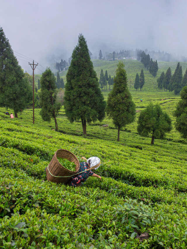 6 Tea Plantations in India: The Journey of Your Favourite Tea