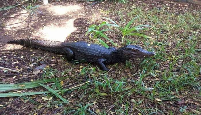 crocodile-park-in-chennai