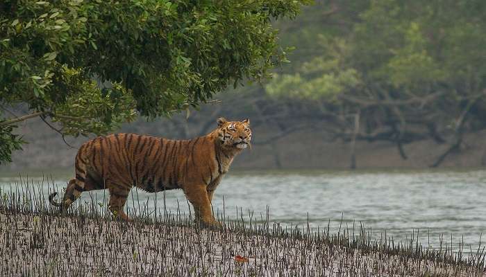 Sundarban National Park