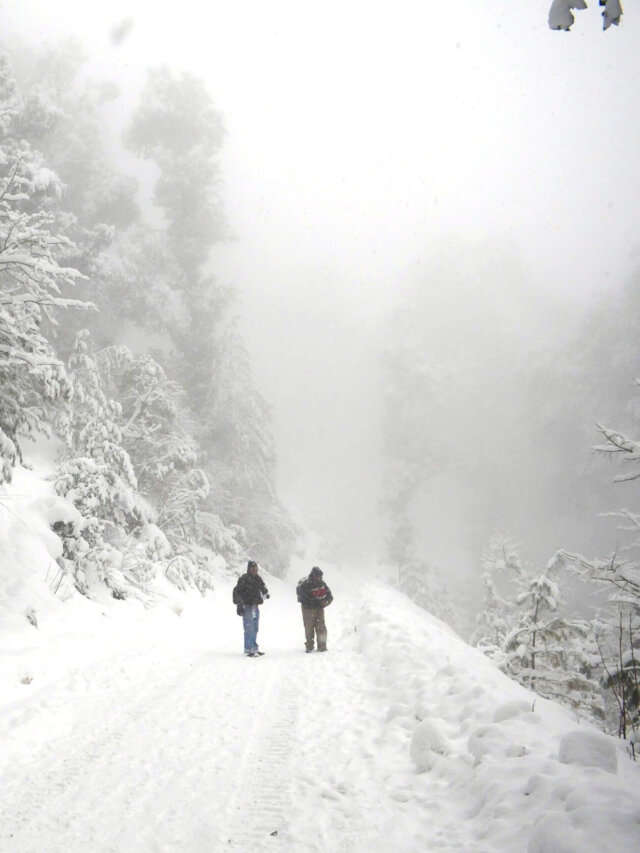 First Snowfall of the Season Turns Shimla and Kasauli Magical