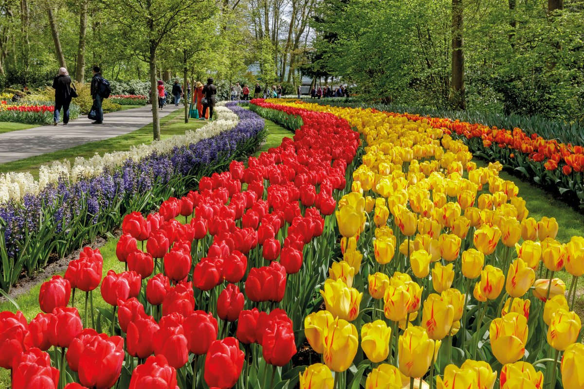 Spring In Delhi Tulip Flower Garden In Delhi