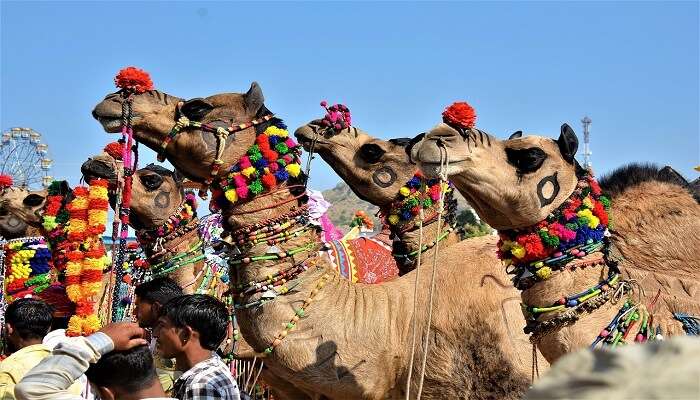 पुष्कर मेला: इतिहास, प्रमुख आकर्षण, तारीखें और यात्रा जानकारी