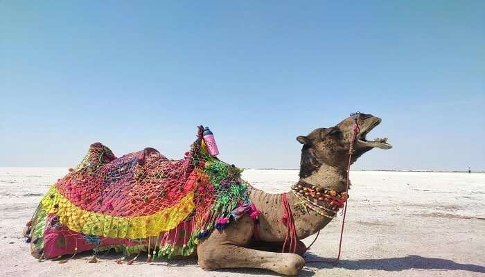 गुजरात का सफेद चमत्कार: रन ऑफ कच्छ की पूरी यात्रा गाइड