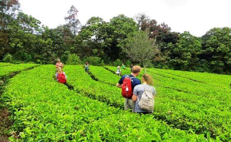 spice plantations