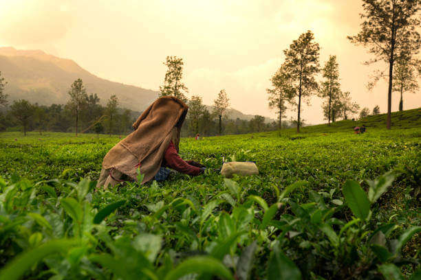 Wayanad 