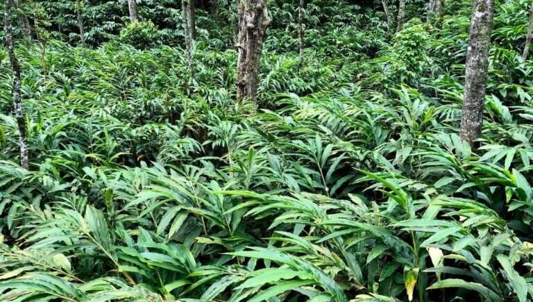 cardamom and pepper gardens