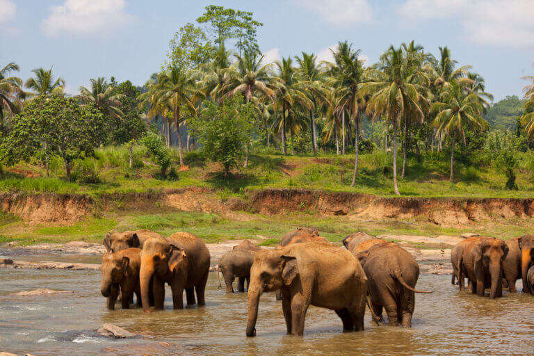 Thekkady