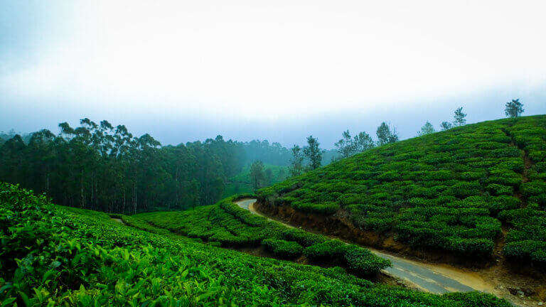 Thekkady