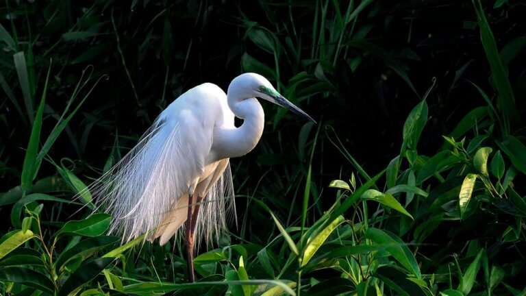 Kumarakom is a peaceful