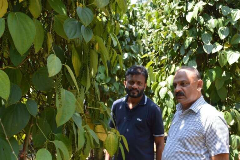 spice plantations
