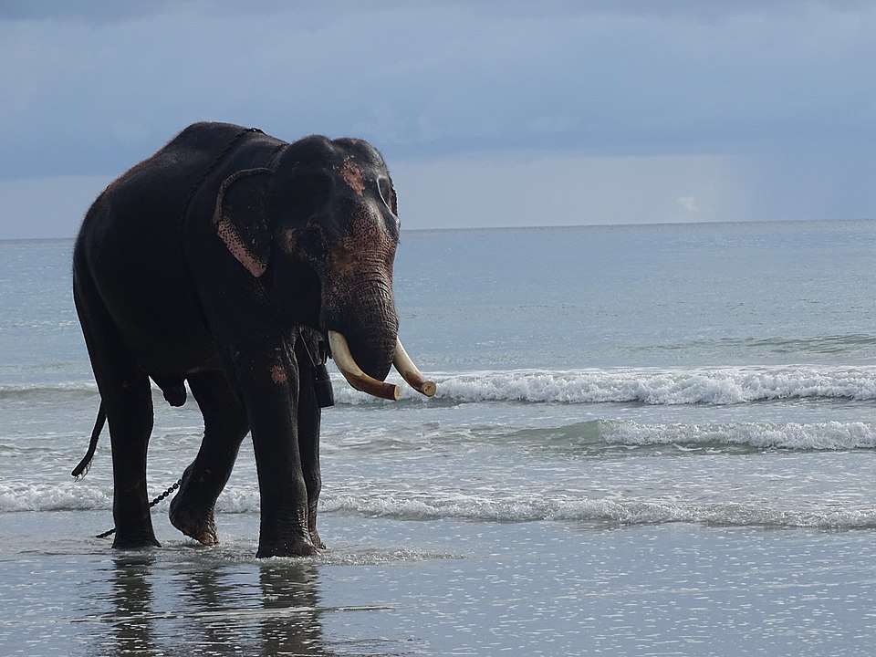 Visit Elephant Beach