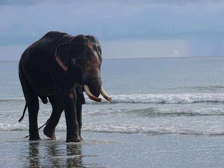 Elephant Beach - Water Sports Hub