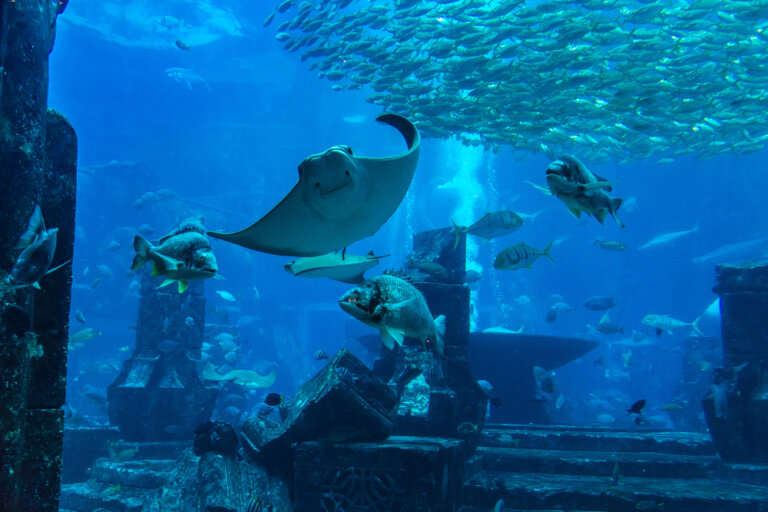 Aquarium
