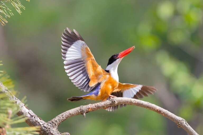 Bird Watching