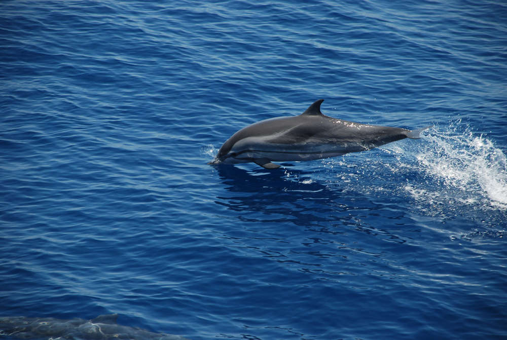 Dolphin Watching