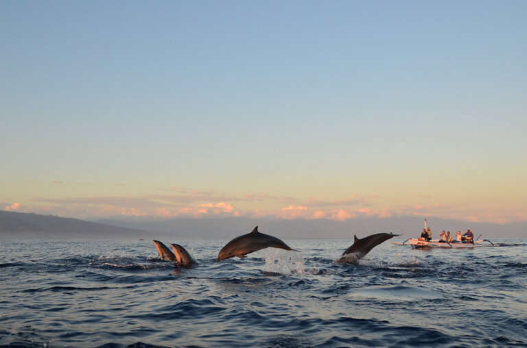 Dolphin Watching