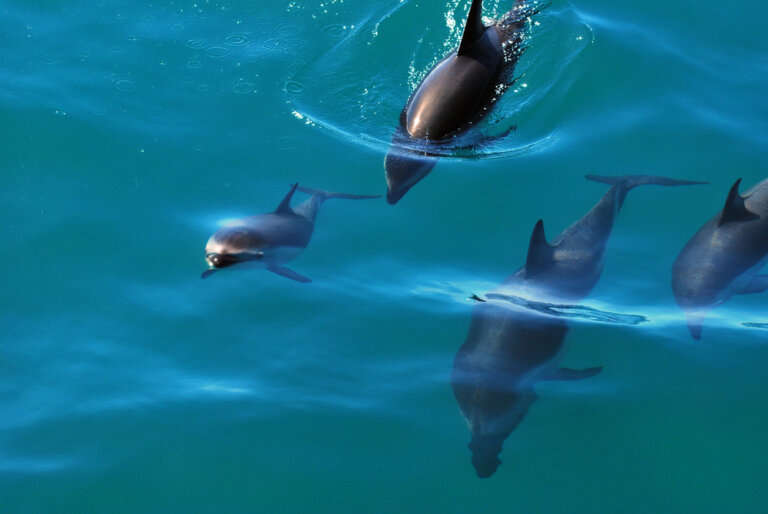 Dolphin Watching