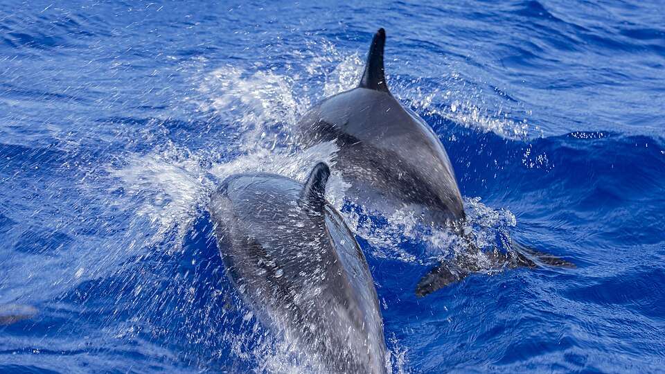 Dolphin Watching in andaman