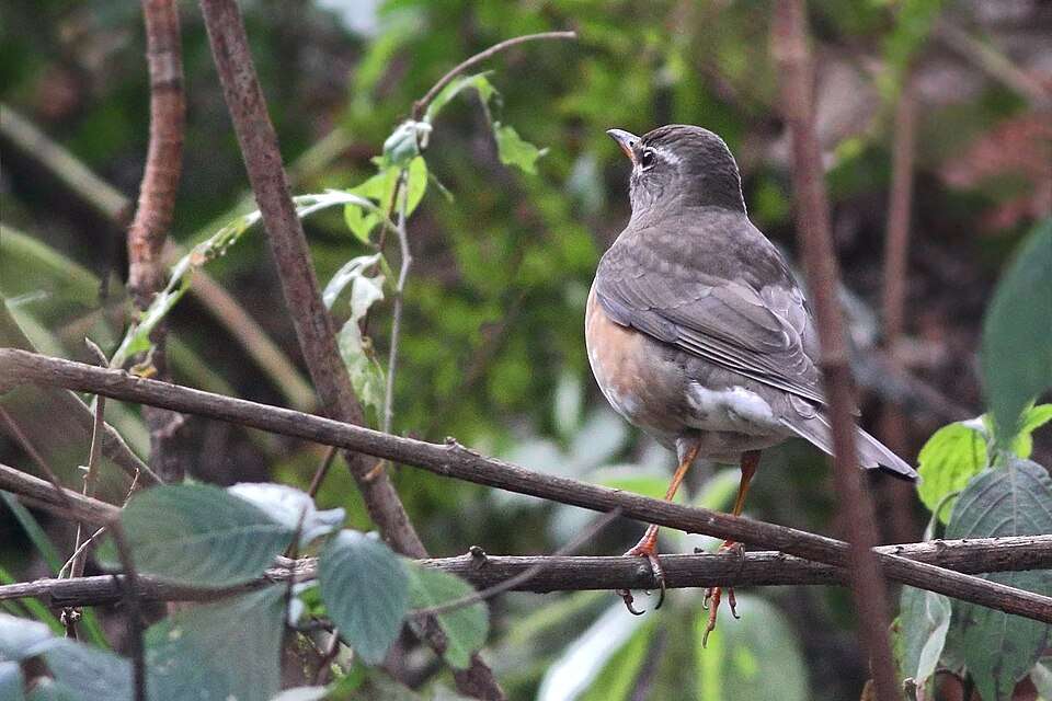 Bird Watching at Chidiya Tapu