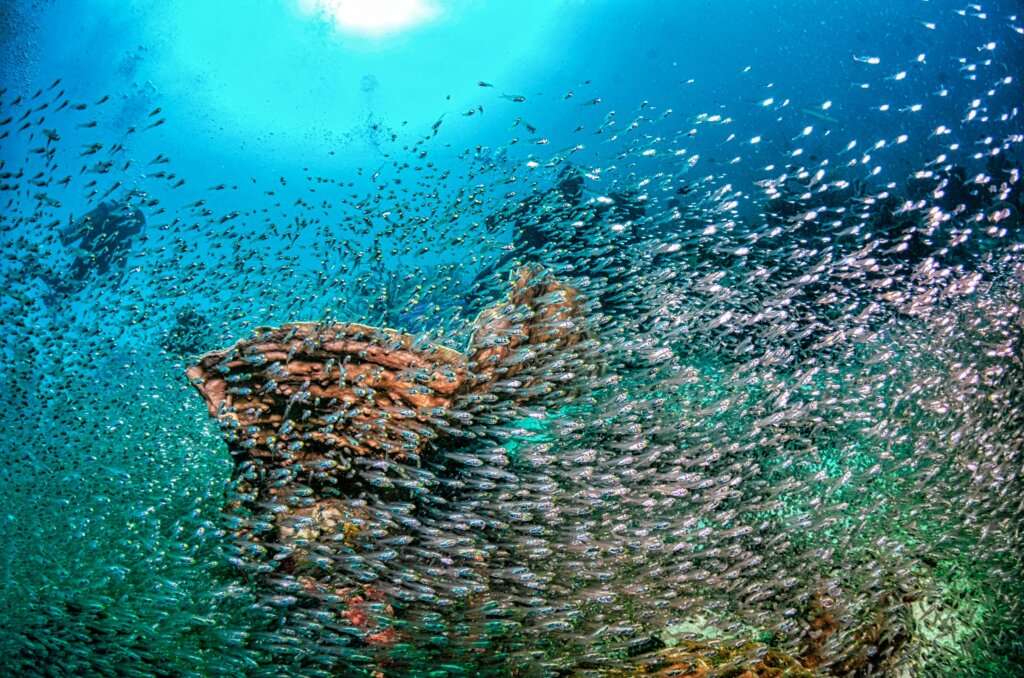 Fish Rock Scuba Diving