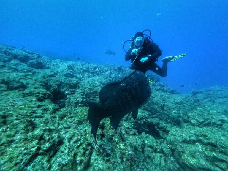 Fish Rock Scuba Diving