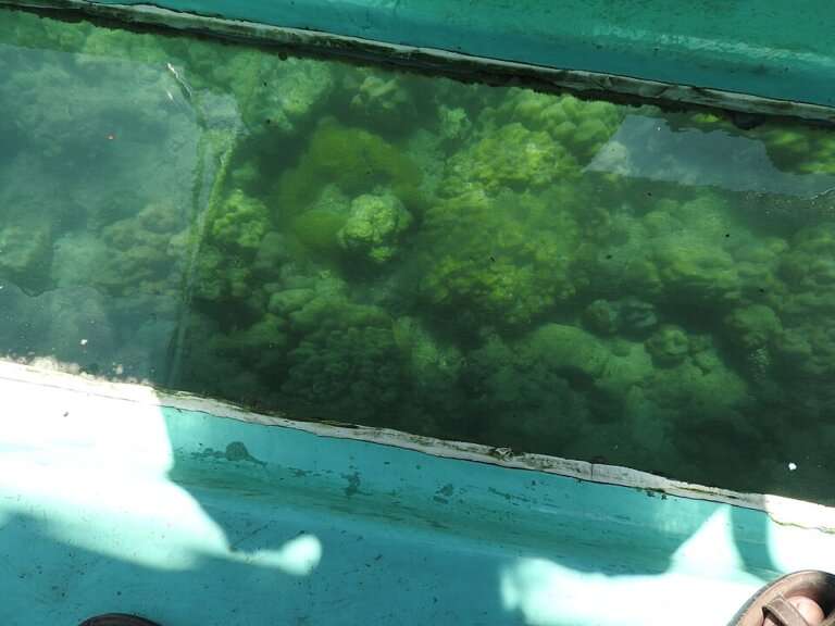 Glass-Bottom Boat Ride
