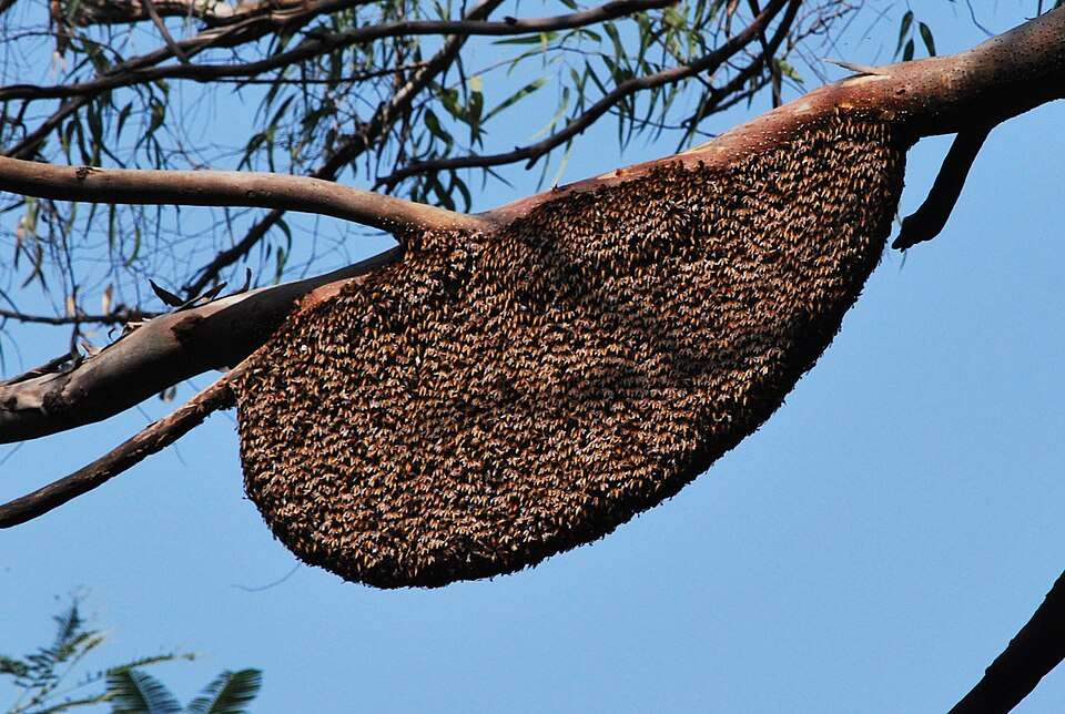 Wild Forest Honey