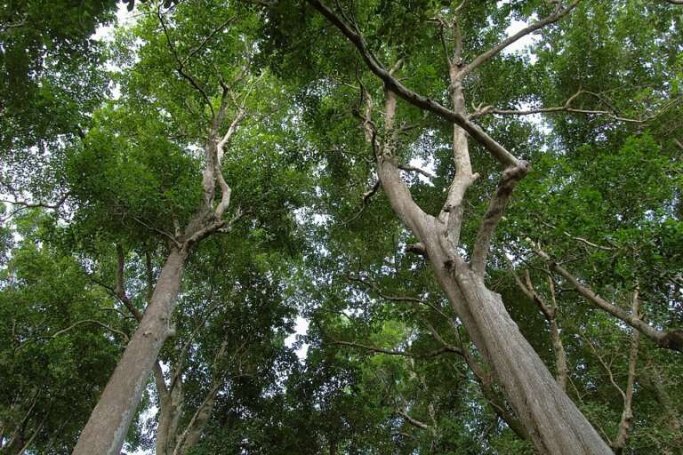 The forests are at their greenest