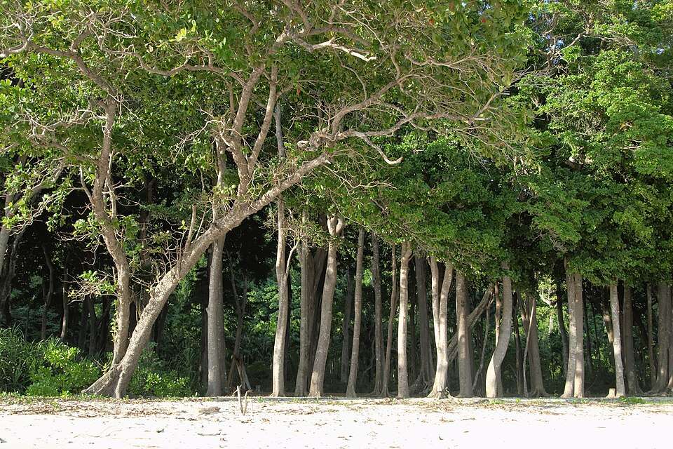 Elephant Beach