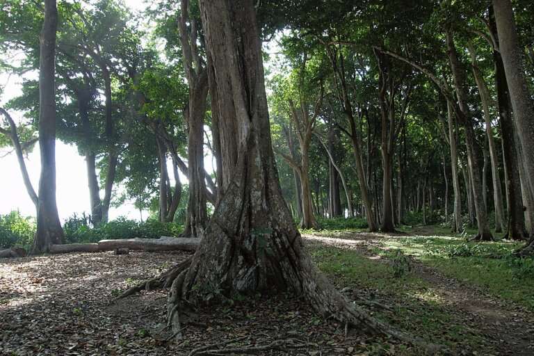 Elephant Beach