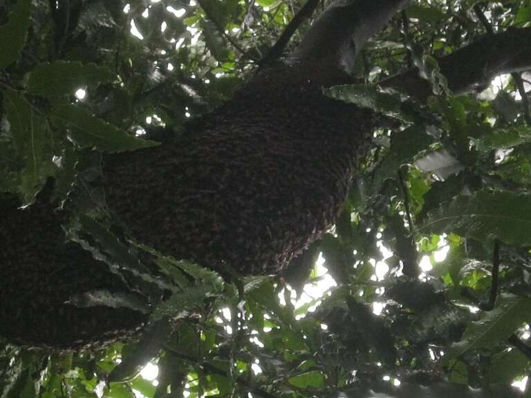 Wild Forest Honey