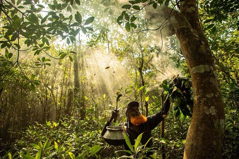 Wild Forest Honey