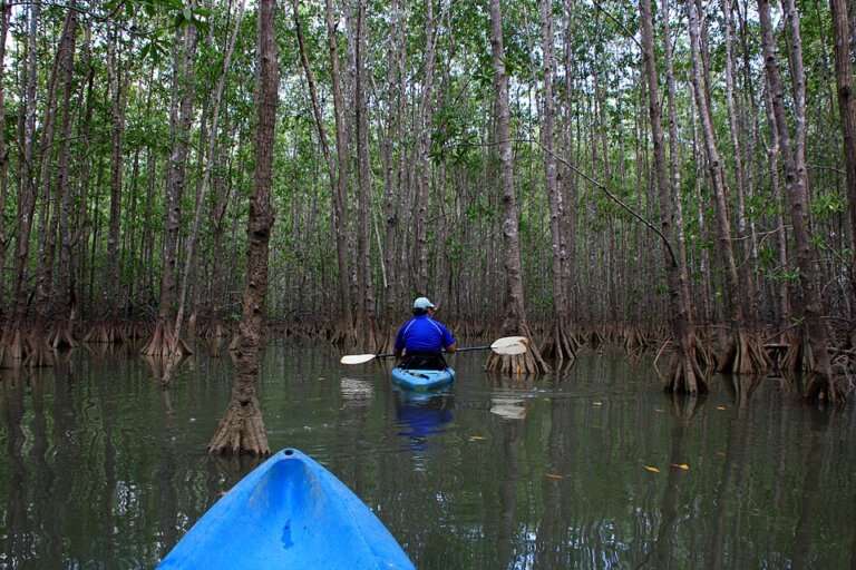 Mangrove Kayaking