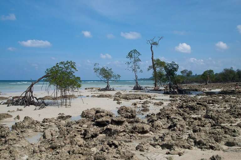 Beaches in Neil Island (Shaheed Dweep)