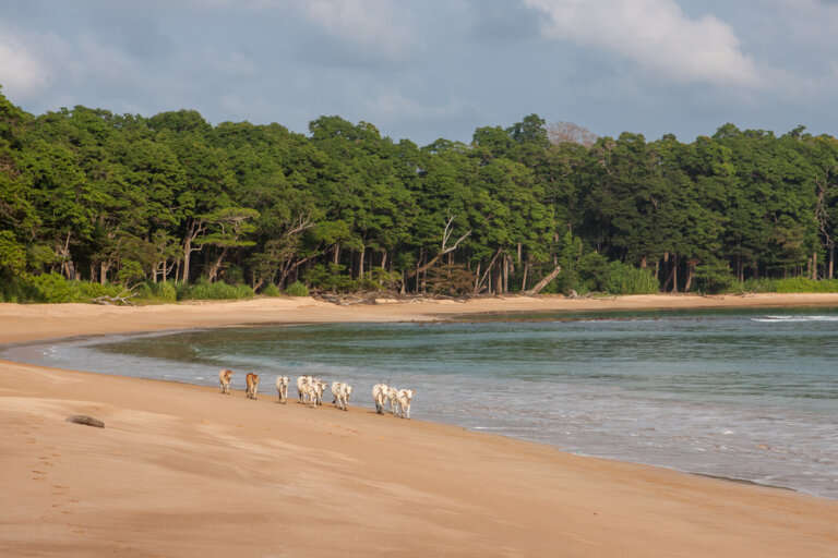 Little Andaman Island