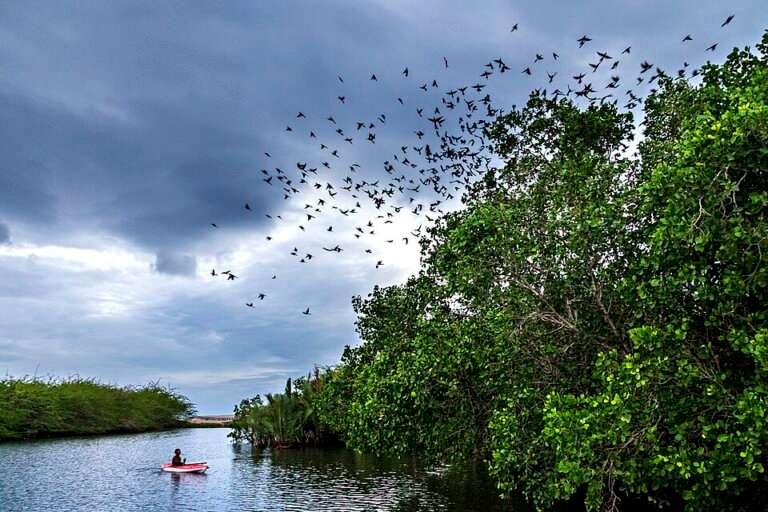 Mangrove Kayaking