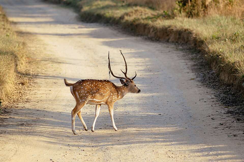 Mount Manipur National Park (formerly Mount Harriet)
