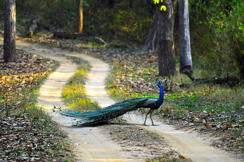 Mount Manipur National Park (formerly Mount Harriet)