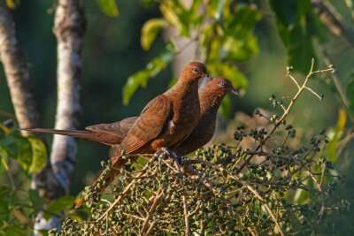 National Parks in Andaman & Nicobar