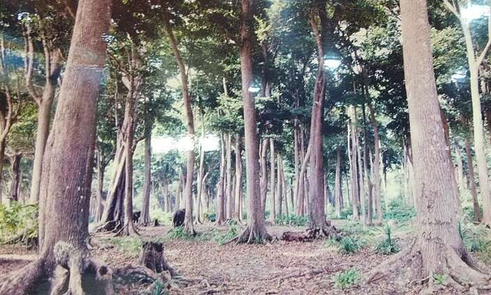 Forest Museum, Chatham