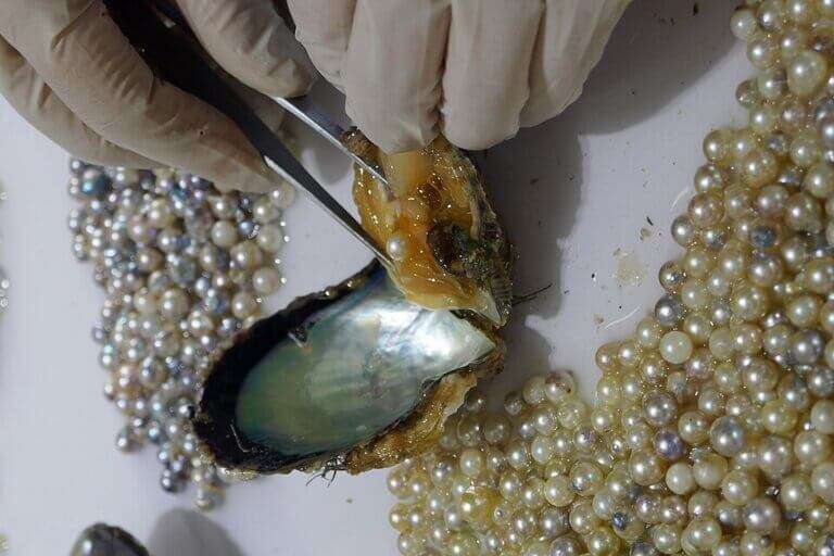 Shell & Pearl Jewellery