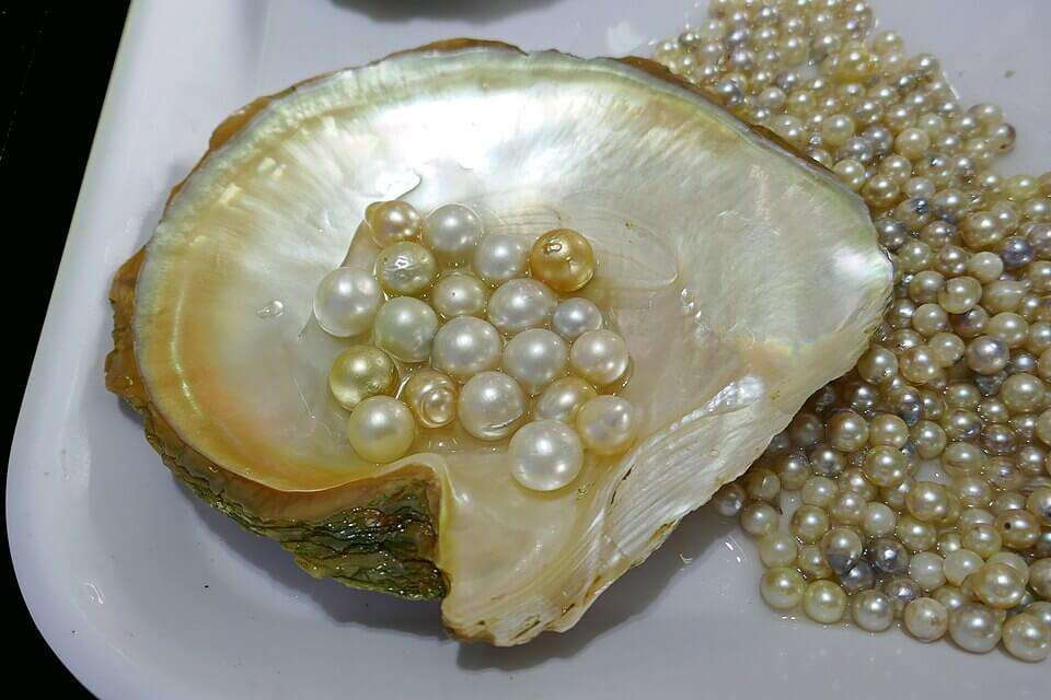Shell & Pearl Jewellery