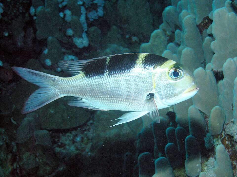 Rani Jhansi Marine National Park (Ritchie's Archipelago)