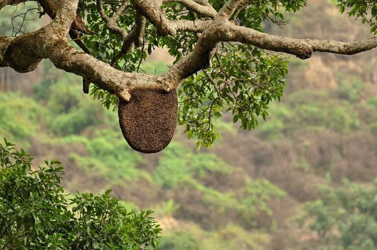 Wild Forest Honey