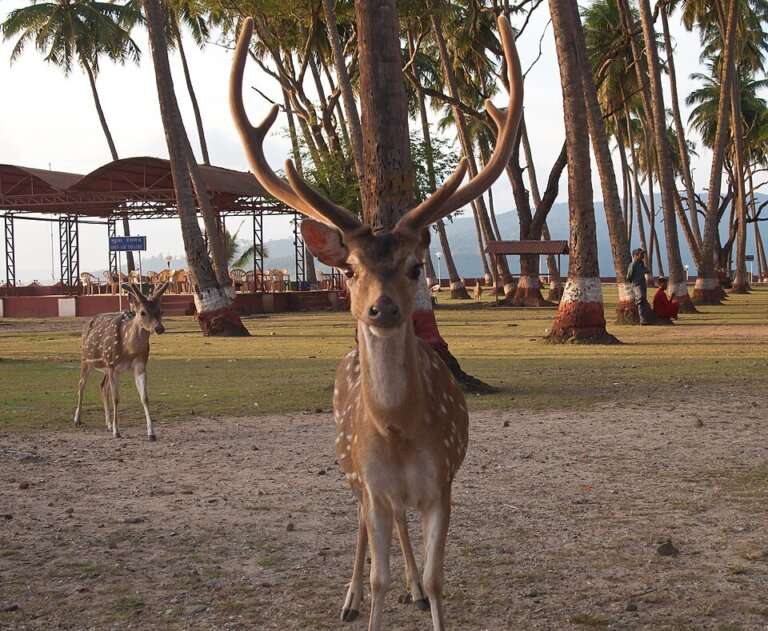 Ross Island