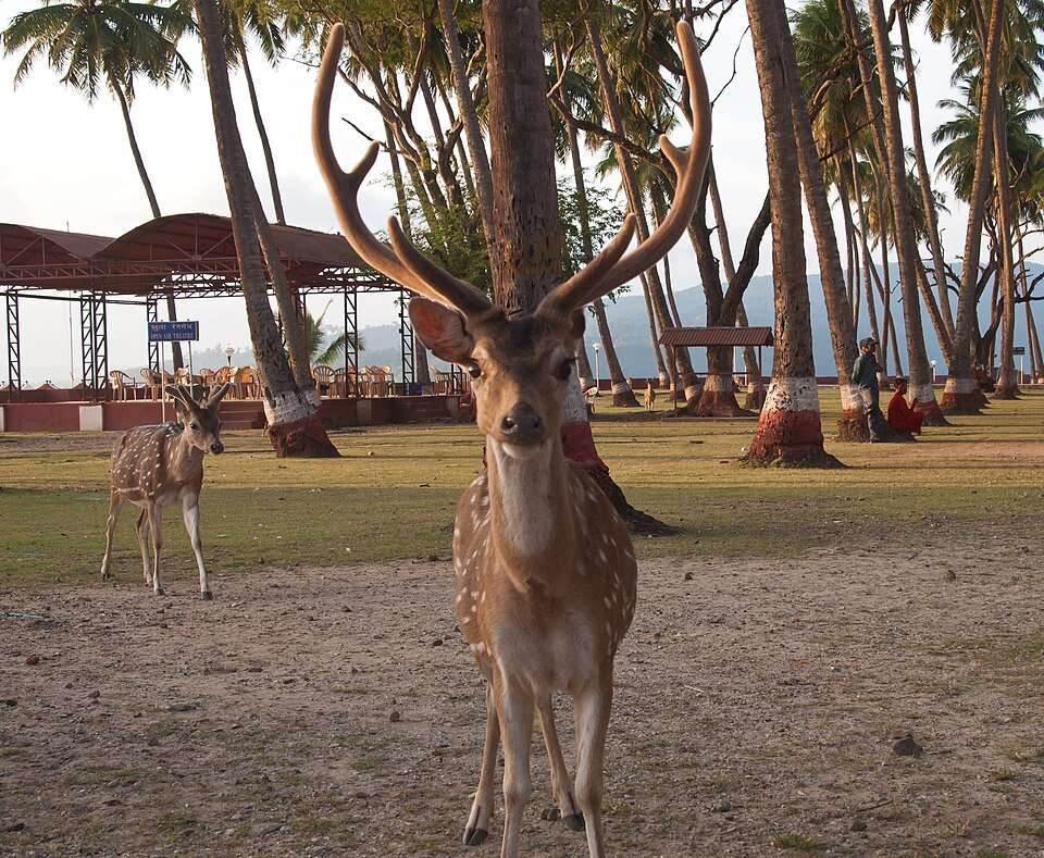 Ross Island (Netaji Subhash Chandra Bose Dweep)